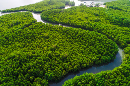 Green mangrove ecology rainforest jungle of nature landscape aerial viewの写真素材