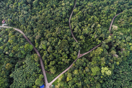 Green tree tropicl rainforest on island aerial view in morning nature landscapeの写真素材