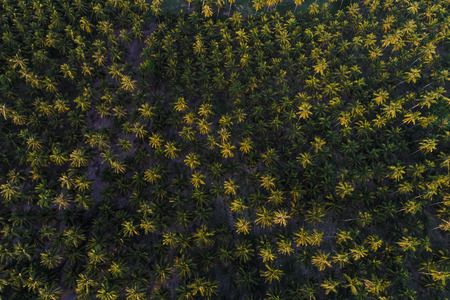 Coconut plantation field aerial view, Nature landscapeの写真素材