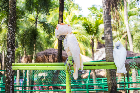 Colorful Macaw bird in tropical rain forestの写真素材