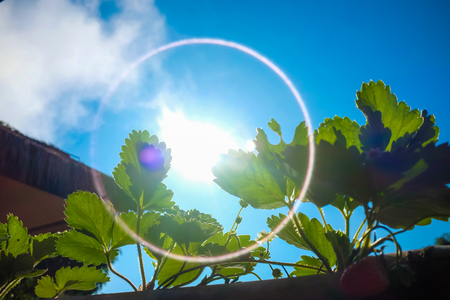 Strawberry plant in home garden vitamin fruitの写真素材