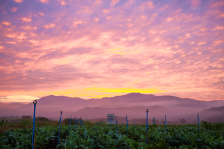 Colorful sky cloud sunrise in tobacco plantation farm countryside, Agricultural industryの写真素材