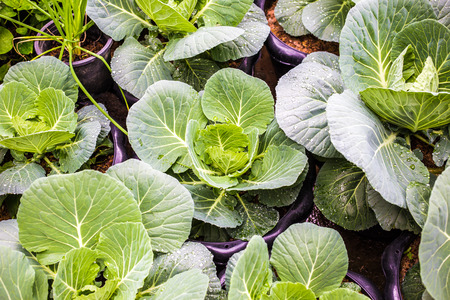 Green fresh organic cabbage gardening close up, Vegetable food