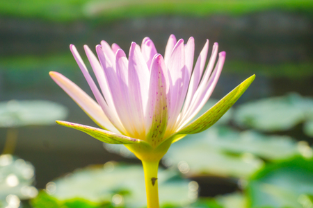 Pink lotus water lilly flower in pond green leafの写真素材
