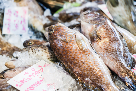 Grouper sea fish with fresh seafood on ice for sell