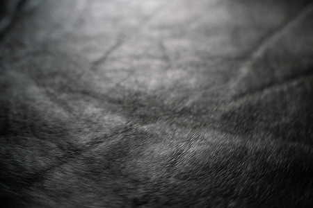 Genuine old black cow leather, Leather textureの写真素材