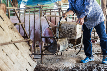Dirty young piglet waiting food in breeding farm, Animal industryの写真素材