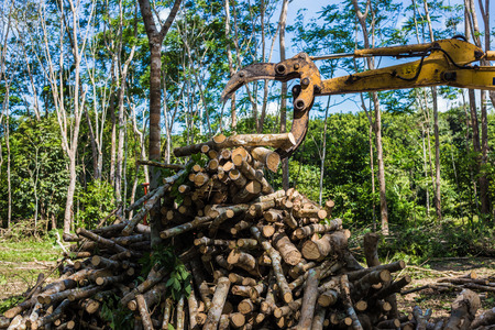 Wood tree cut in forest with machine, Lumber industryの写真素材