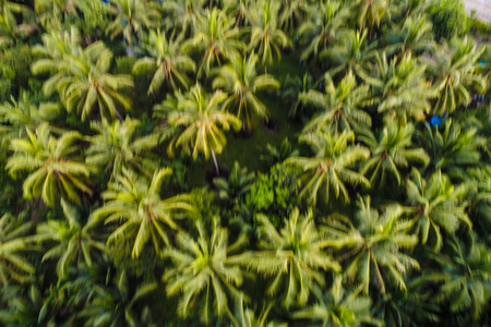 Coconut palm tree aerial view tropical forest nature landscapeの写真素材
