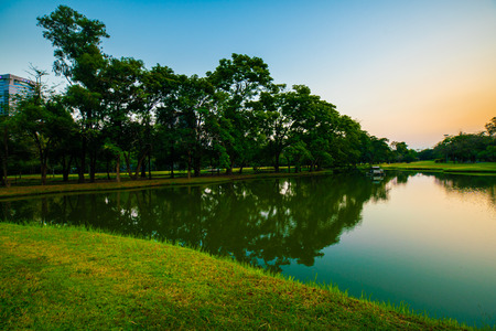 Green park sunset with meadow and tree in city public parkの写真素材