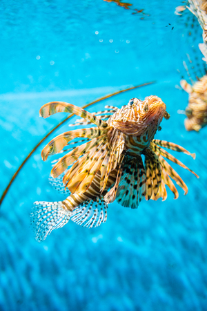 Colorful of Common Lionfish (Turkeyfish, Red Lionfish) Pterois volitans in tropical coral reef blue sea backgroundの写真素材