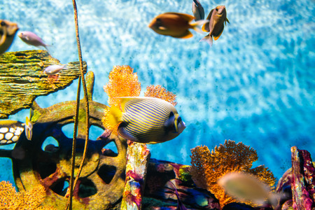 Sea life coral reef tropical fish in aquarium
