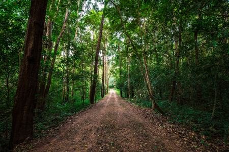 Rural road pathway in tropical green tree forest nature landscapeの写真素材