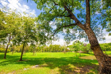 Idyllic nature green meadow with tree in city public park, Nature landscapeの写真素材