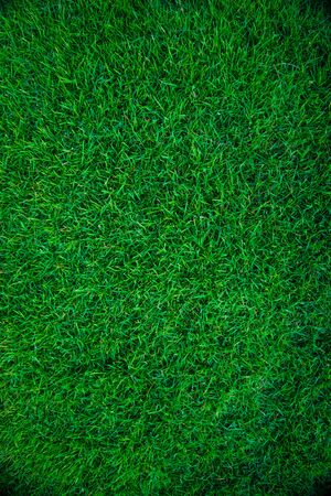 Green grass nature texture foliage backgroundの写真素材