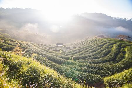 Tea plantation field morning sunrise agricultural industryの写真素材
