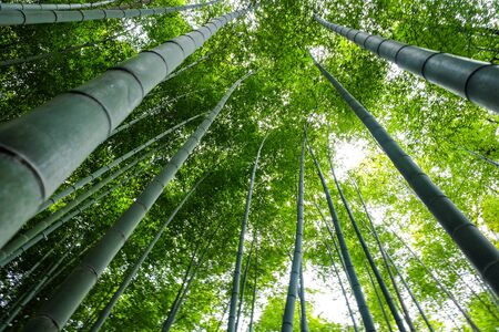 Tropical green bamboo forest in Arashiyama Kyoto Japan