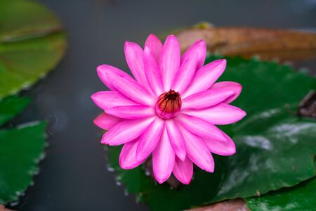 Colorful pink water lily lutis flower in park pond flower gardenの写真素材