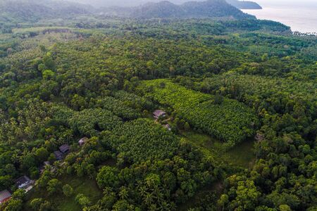 Green tree tropical rainforest on sea island aerial view