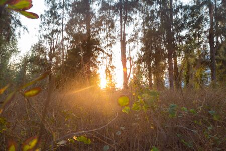 Sunset light ray with silhouette tree summer landscapeの写真素材