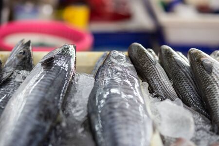 Longtail tuna fresh fish sell in fishery local market omega foodの写真素材