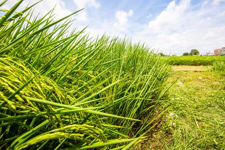 Green rice plantation field against blue sky, Paddy riceの写真素材