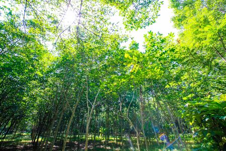 Para rubber plantation tree tropical green forest agricultural industryの写真素材