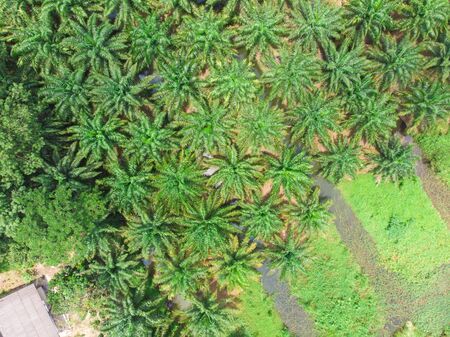 Palm oil plantation field aerial view scene nature industryの写真素材