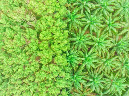 Oil palm plantation tree tropical forest agricultural industry aerial viewの写真素材