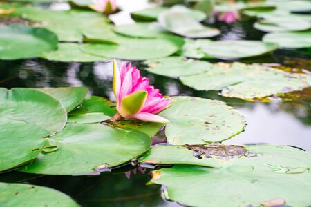 Pink lotus blossom flower bloommng in water pond, Flower garden