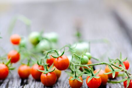Fresh organic traditional small tomato with green vine on wood backgroundの写真素材