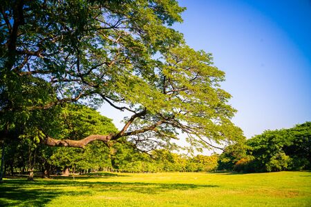 Green tree forest in city park with sunnny day light nature landscape