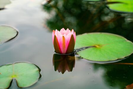 Water lily lotus flower with green tree leaf in pond outdoor park