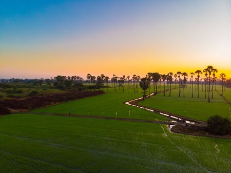 Aerial view sunrise in rice plantation field with sugar palm agricultural industryの写真素材
