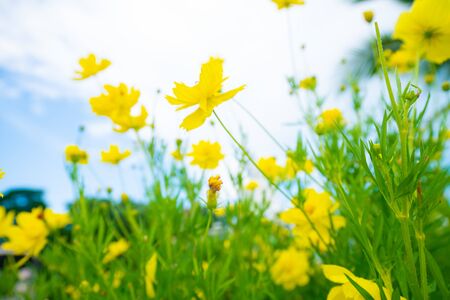 Yellow botanical garden against blue sky cloud nature backgroundの写真素材