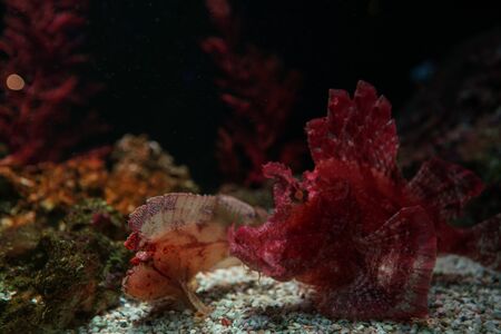 Underwater marine sea life coral reef and fish in aquariumの写真素材