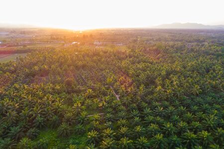 Oil palm plantation field aerial view agricultural aerial viewの写真素材