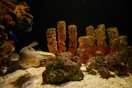 Underwater marine sea life coral reef and fish in aquarium