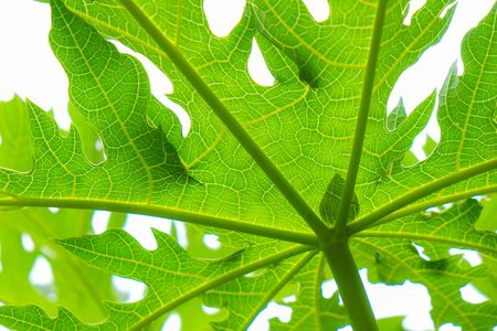 Green tree leaf blurred background with sun light nature textureの写真素材