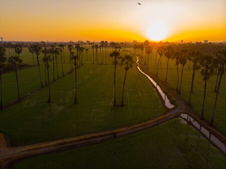 Aerial view sunrise in rice plantation field with sugar palm agricultural industryの写真素材