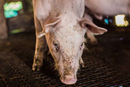 Dirty pig in rural farm agricultural industry, Swine farmの写真素材