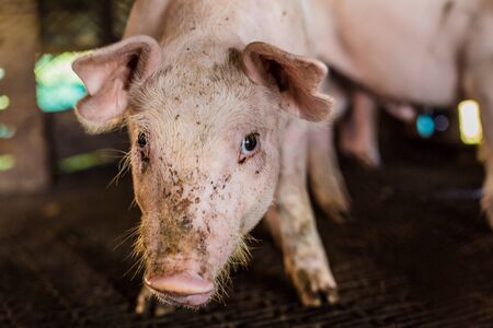 Dirty pig in rural farm agricultural industry, Swine farm