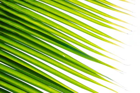 Green leaf coconut palm tropical rainforest tree on white backgroundの写真素材