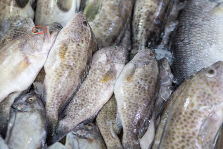 Giant black spot grouper fish sell in seafood market on ice