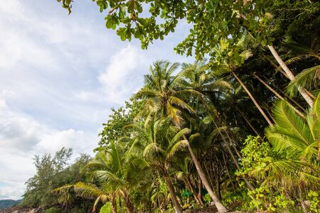 Green coconut palm tree leaf in tropical rainforest sea beach islandの写真素材