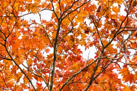 Colorful yellow autumn tree leaves background in Tokyo Japan