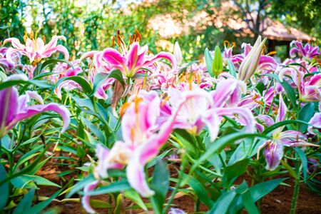 Colourful pink tulip flower in botanical winter garden flora parkの写真素材