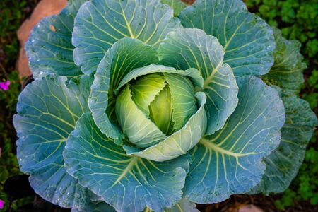 Green organic cabbage vegetable plantation farm close up on center head of cabbage ready for harvestの写真素材