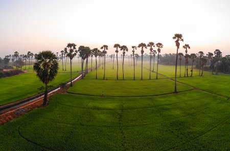 Green paddy rice plantation field with sugar palm tree morning sunrise natue landscapeのeditorial素材