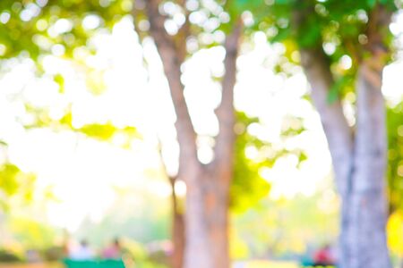 Abstract blurred green tree park sunset light nature backgroundの写真素材